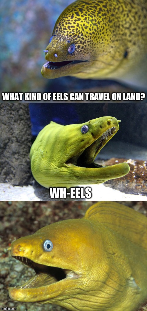 WHAT KIND OF EELS CAN TRAVEL ON LAND? WH-EELS | made w/ Imgflip meme maker