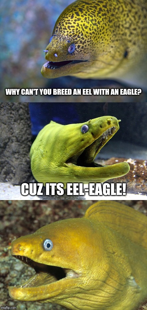 Bad joke eel | WHY CAN'T YOU BREED AN EEL WITH AN EAGLE? CUZ ITS EEL-EAGLE! | image tagged in bad joke eel | made w/ Imgflip meme maker