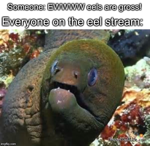 Mother of god eel | Someone: EWWWW eels are gross! Everyone on the eel stream: | image tagged in mother of god eel | made w/ Imgflip meme maker
