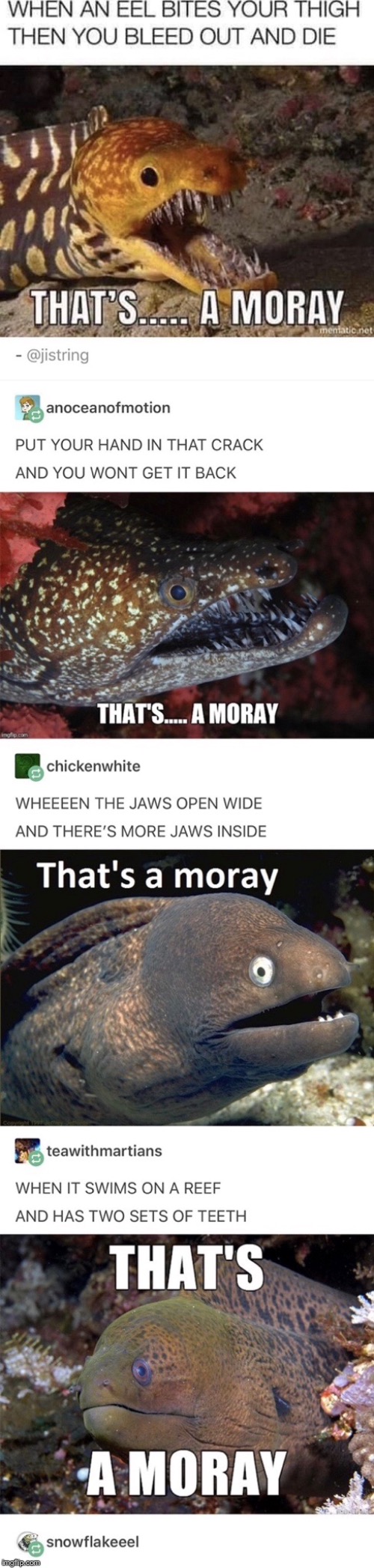That’s a moray | made w/ Imgflip meme maker