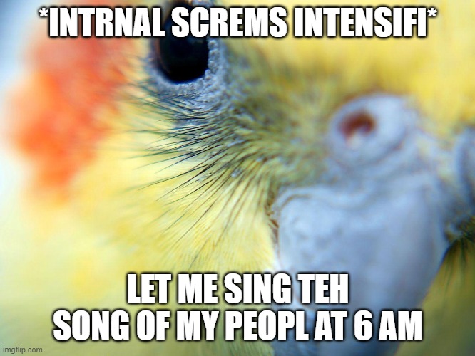 cockatiel | *INTRNAL SCREMS INTENSIFI*; LET ME SING TEH SONG OF MY PEOPL AT 6 AM | image tagged in cockatiel | made w/ Imgflip meme maker