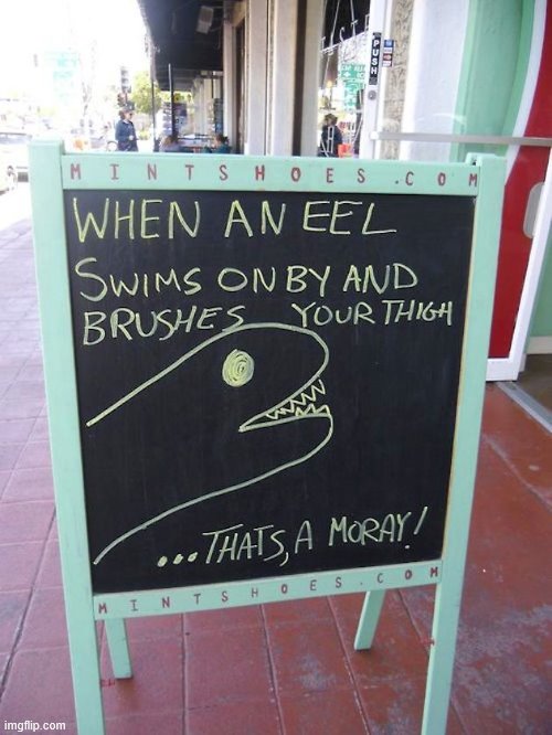 That's a Moray | image tagged in eels,moray,why am i doing this,stop reading the tags | made w/ Imgflip meme maker