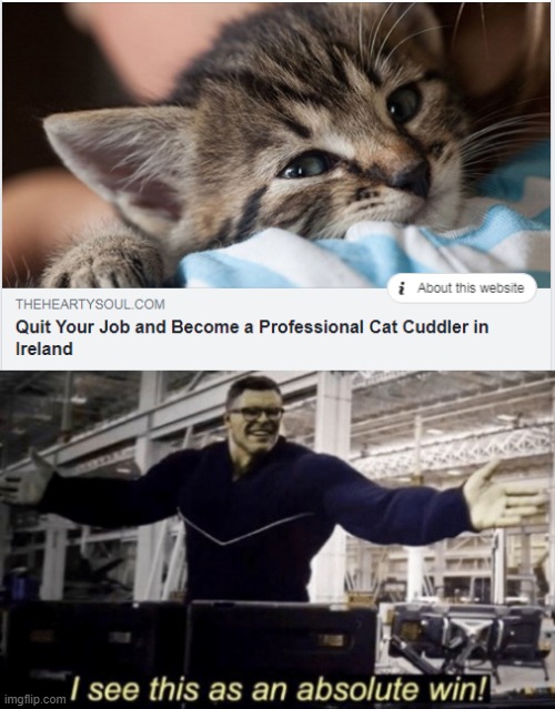 Cat Cuddling | image tagged in i see this as an absolute win,cats,cuddle,cuddling,ireland,jobs | made w/ Imgflip meme maker