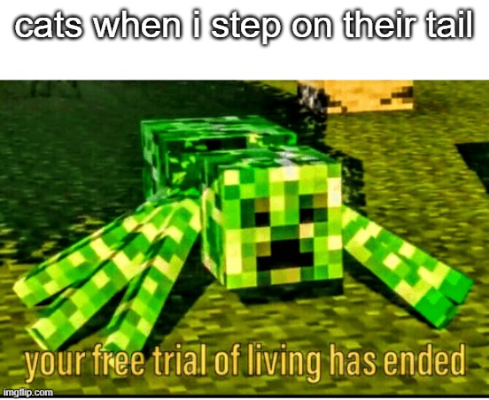 cats when i step on their tail | image tagged in memes,cats,minecraft,creeper | made w/ Imgflip meme maker