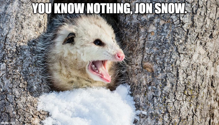 you know nothing jon snow | YOU KNOW NOTHING, JON SNOW. | image tagged in jon snow,got,opossum | made w/ Imgflip meme maker