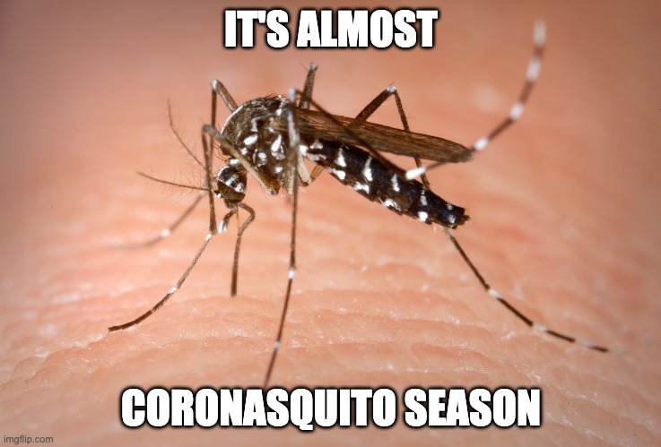 mosquito  | IT'S ALMOST; CORONASQUITO SEASON | image tagged in mosquito | made w/ Imgflip meme maker
