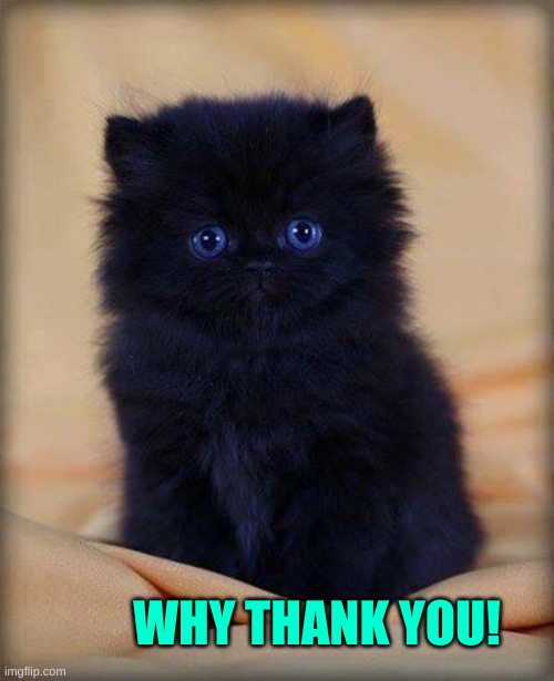 insanely cute kitten | WHY THANK YOU! | image tagged in insanely cute kitten | made w/ Imgflip meme maker