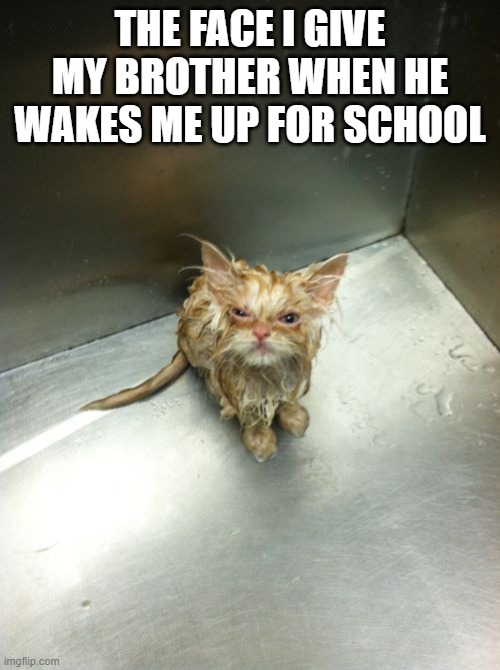 Kill You Cat | THE FACE I GIVE MY BROTHER WHEN HE WAKES ME UP FOR SCHOOL | image tagged in memes,kill you cat | made w/ Imgflip meme maker