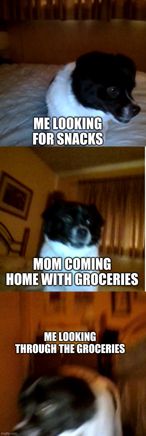 Dogo snack search | ME LOOKING FOR SNACKS; MOM COMING HOME WITH GROCERIES; ME LOOKING THROUGH THE GROCERIES | image tagged in memes,original meme | made w/ Imgflip meme maker