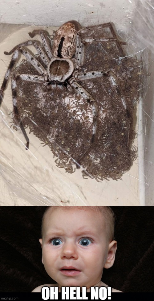 NOPE! | OH HELL NO! | image tagged in memes,spiders,nope,oh hell no,scared kid | made w/ Imgflip meme maker