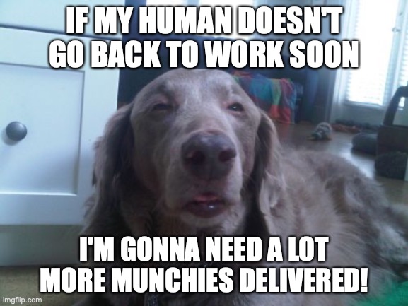Please Send Munchies! | IF MY HUMAN DOESN'T GO BACK TO WORK SOON; I'M GONNA NEED A LOT MORE MUNCHIES DELIVERED! | image tagged in memes,high dog,funny memes,social distancing,out of work | made w/ Imgflip meme maker