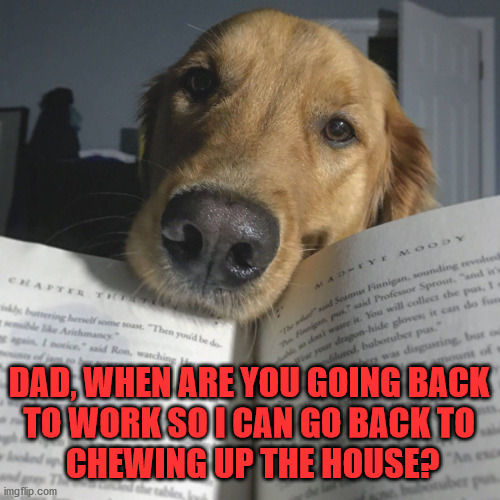 When people actually go back to work, dogs will not know what to do. | DAD, WHEN ARE YOU GOING BACK 
TO WORK SO I CAN GO BACK TO 
CHEWING UP THE HOUSE? | image tagged in work,leave me alone,doggo,dog memes | made w/ Imgflip meme maker