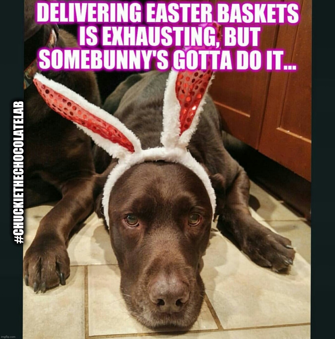 Easter Dog | #CHUCKIETHECHOCOLATELAB | image tagged in chuckie the chocolate lab,easter,spring,dogs,funny,memes | made w/ Imgflip meme maker