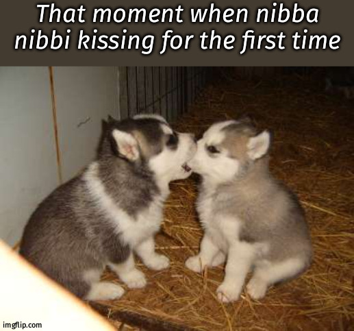 Cute Puppies Meme | That moment when nibba nibbi kissing for the first time | image tagged in memes,cute puppies | made w/ Imgflip meme maker