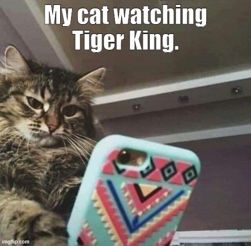 My cat watching Tiger King. | image tagged in tiger king,puzzled,pissed off | made w/ Imgflip meme maker