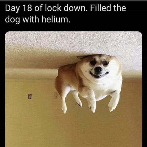 Day 18 of lockdown. Filled the dog with helium. | image tagged in lockdown,day 18,coronavirus,covid-19,funny dog memes,helium | made w/ Imgflip meme maker
