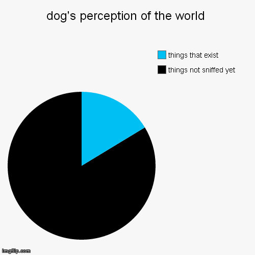 dog's perception of the world | image tagged in funny,pie charts,dogs | made w/ Imgflip chart maker