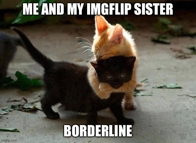 kitten hug | ME AND MY IMGFLIP SISTER; BORDERLINE | image tagged in kitten hug | made w/ Imgflip meme maker