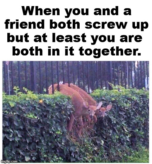 Oh deer, got caught again. | When you and a friend both screw up but at least you are 
both in it together. | image tagged in oh dear,together,friendship | made w/ Imgflip meme maker
