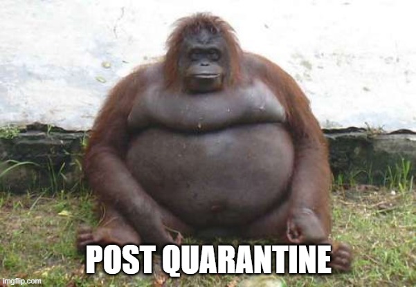 POST QUARANTINE | image tagged in coronavirus,funny animals,quarantine | made w/ Imgflip meme maker