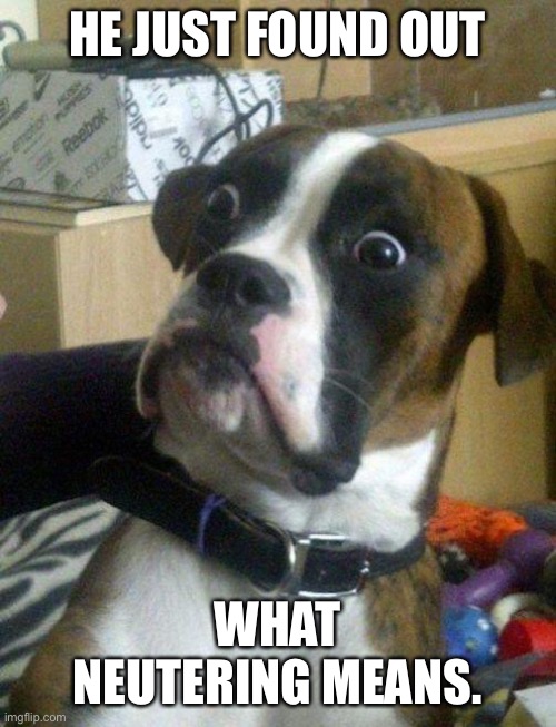 Surprised Boxer | HE JUST FOUND OUT; WHAT NEUTERING MEANS. | image tagged in surprised boxer | made w/ Imgflip meme maker