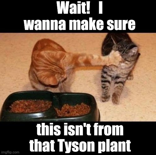 Cats looking out for each other | Wait!   I wanna make sure; this isn't from that Tyson plant | image tagged in cats share food,funny,lol | made w/ Imgflip meme maker