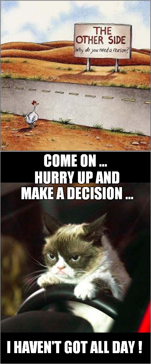 Grumpy Vs Chicken | COME ON ... HURRY UP AND MAKE A DECISION ... I HAVEN'T GOT ALL DAY ! | image tagged in fun,grumpy cat,why did the chicken cross the road | made w/ Imgflip meme maker