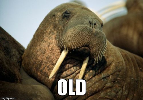 Sexual Deviant Walrus Meme | OLD | image tagged in memes,sexual deviant walrus | made w/ Imgflip meme maker