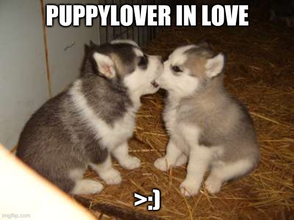 Hehe | PUPPYLOVER IN LOVE; >:) | image tagged in memes,cute puppies | made w/ Imgflip meme maker