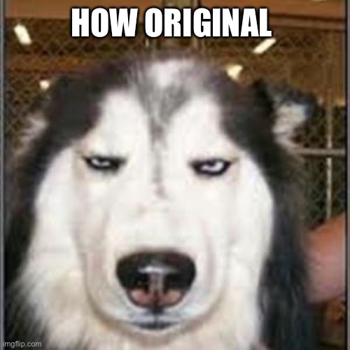 HOW ORIGINAL | image tagged in original pissed off husky | made w/ Imgflip meme maker