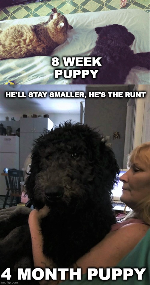 Bandytt | 8 WEEK PUPPY; HE'LL STAY SMALLER, HE'S THE RUNT; 4 MONTH PUPPY | image tagged in funny dogs,puppy,funny puppy,small dog | made w/ Imgflip meme maker