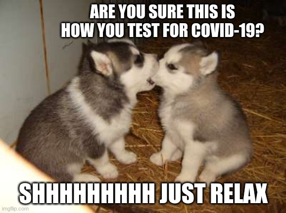 predators are everywhere | ARE YOU SURE THIS IS HOW YOU TEST FOR COVID-19? SHHHHHHHHH JUST RELAX | image tagged in memes,cute puppies,predators are everywhere,covid-19,get tested,i told you to keep quiet | made w/ Imgflip meme maker