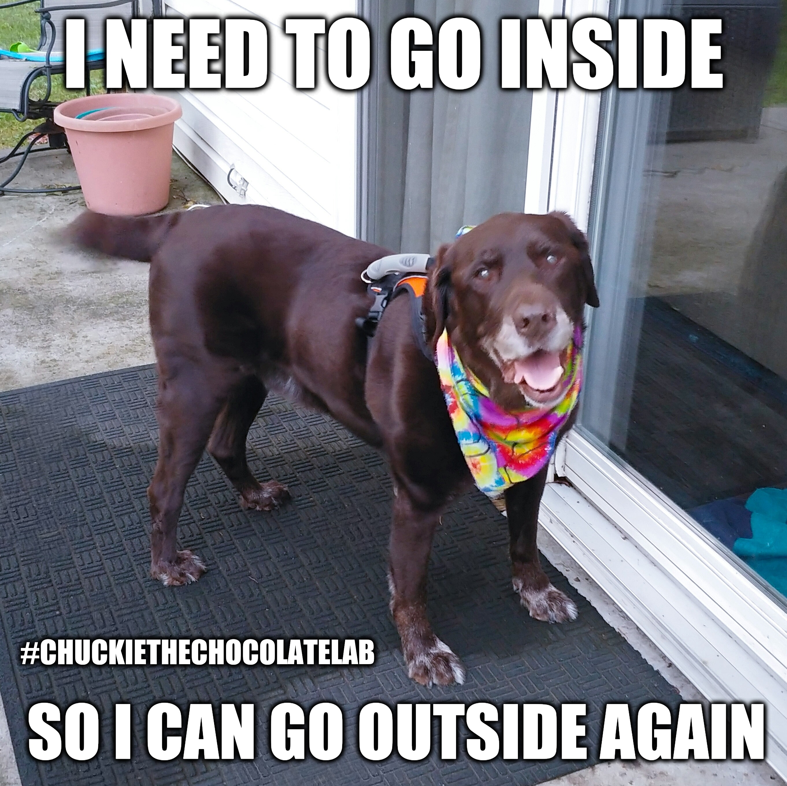 I need to go inside so I can go outside again | I NEED TO GO INSIDE; #CHUCKIETHECHOCOLATELAB; SO I CAN GO OUTSIDE AGAIN | image tagged in chuckie the chocolate lab,funny,dogs,memes,funny dogs,dogs pets funny | made w/ Imgflip meme maker