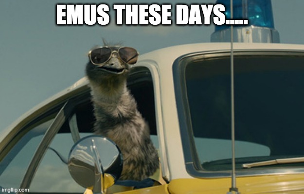 Nice JOB! | EMUS THESE DAYS..... | image tagged in limu emu | made w/ Imgflip meme maker