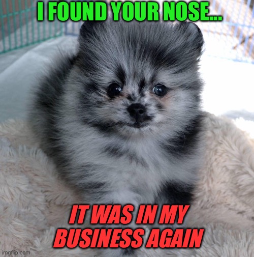 Nosy | I FOUND YOUR NOSE... IT WAS IN MY BUSINESS AGAIN | image tagged in pomeranian,cute puppy,funny | made w/ Imgflip meme maker