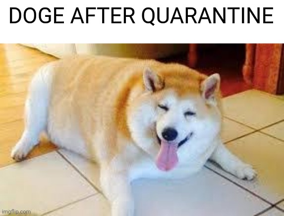 This is what this stream was made for | DOGE AFTER QUARANTINE | image tagged in thicc doggo | made w/ Imgflip meme maker