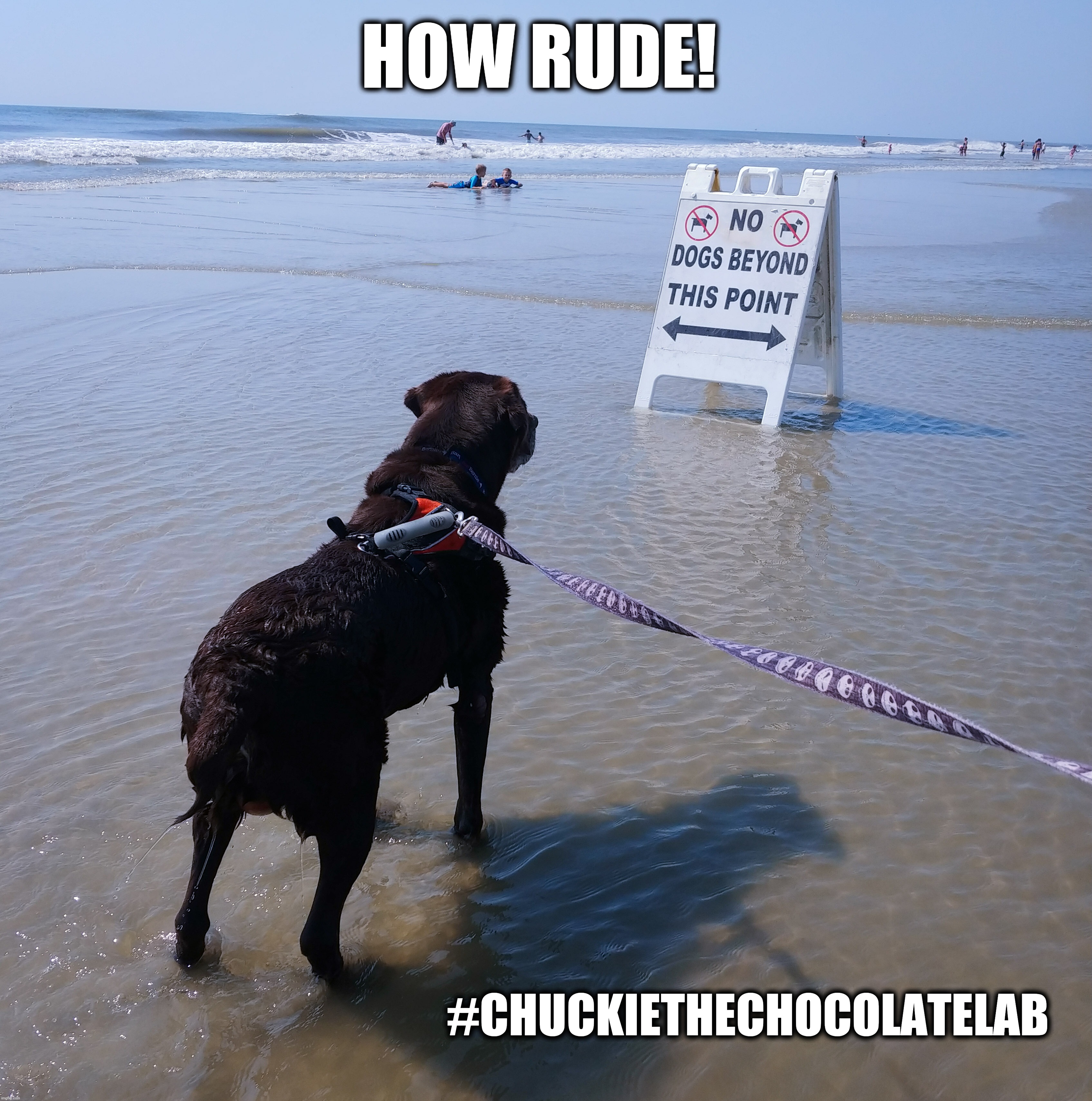 How rude! | HOW RUDE! #CHUCKIETHECHOCOLATELAB | image tagged in chuckie the chocolate lab,how rude,beach,dogs,funny,memes | made w/ Imgflip meme maker