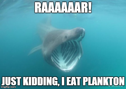 While preparing for my Shark hangout tomorrow, some of my panel and I got into a meme war. This one won. (r/funny)