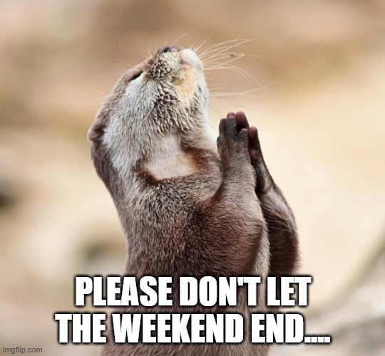 Don't let the weekend end | PLEASE DON'T LET THE WEEKEND END.... | image tagged in animal praying | made w/ Imgflip meme maker