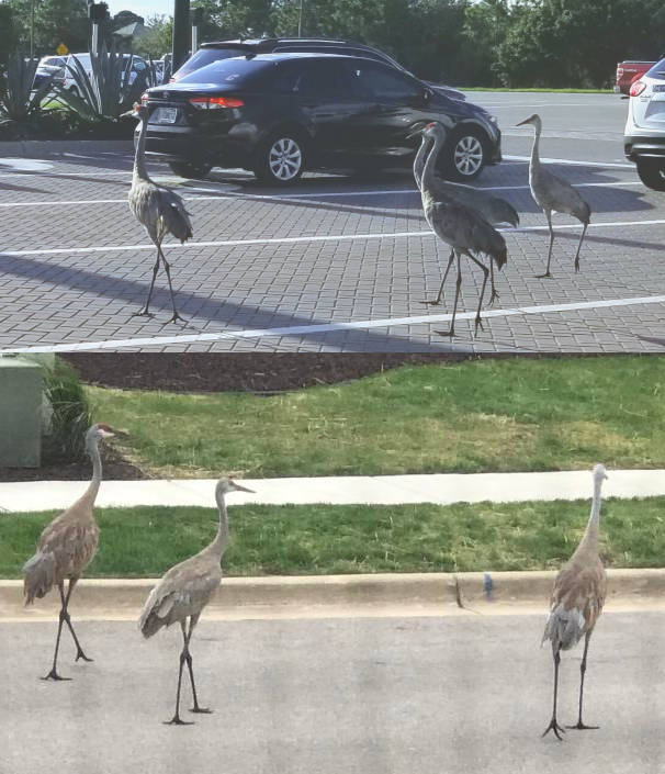 Not A Single Fuck Was Given Blank Template Imgflip