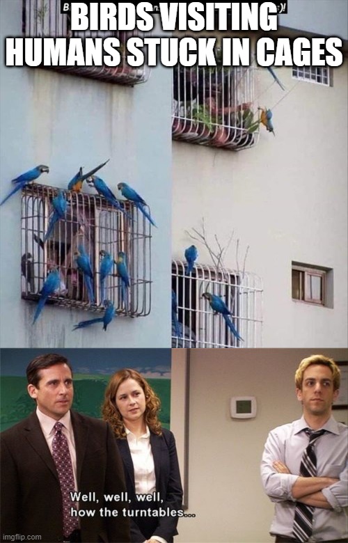 weird switch... | BIRDS VISITING HUMANS STUCK IN CAGES | image tagged in well well well how the turn tables,animals,stupid,funny,memes,humans | made w/ Imgflip meme maker