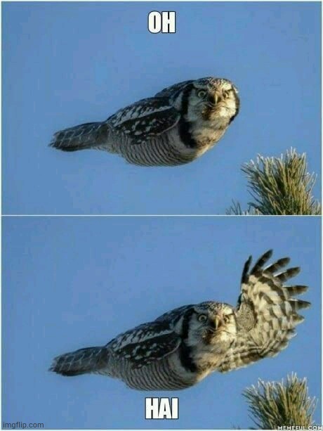 Owl waving | image tagged in animals,funny animals,animal meme | made w/ Imgflip meme maker
