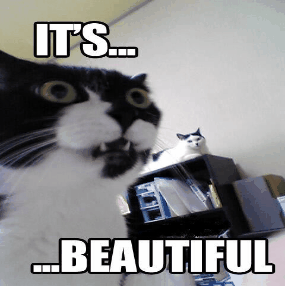 4f0n4.gif