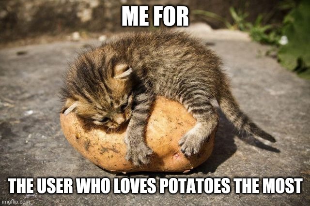(Lol, but for real tho I love potatoes) | ME FOR; THE USER WHO LOVES POTATOES THE MOST | image tagged in potato cat | made w/ Imgflip meme maker