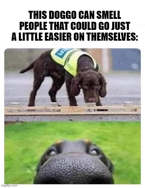 Memers are their own worst critics sometimes. Y'all have good day today! | THIS DOGGO CAN SMELL PEOPLE THAT COULD GO JUST A LITTLE EASIER ON THEMSELVES: | image tagged in this dog can smell you | made w/ Imgflip meme maker