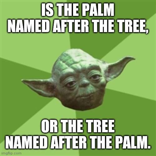 Advice Yoda | IS THE PALM NAMED AFTER THE TREE, OR THE TREE NAMED AFTER THE PALM. | image tagged in memes,advice yoda | made w/ Imgflip meme maker