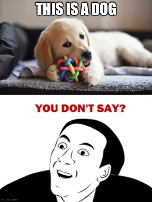 you dont say... | THIS IS A DOG | image tagged in you dont say,nicholas cage,dog,puppy | made w/ Imgflip meme maker