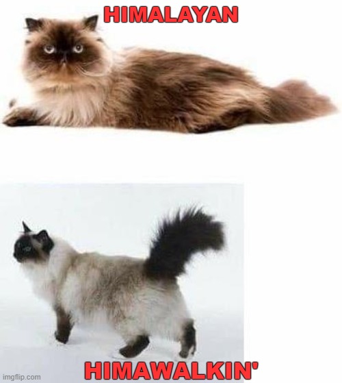 Know The Difference | HIMALAYAN; HIMAWALKIN' | image tagged in funny cat memes | made w/ Imgflip meme maker