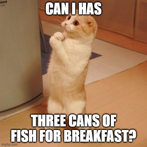 pleaz moar cat | CAN I HAS; THREE CANS OF FISH FOR BREAKFAST? | image tagged in pleaz moar cat,cats,memes,cat meme,funny,cat memes | made w/ Imgflip meme maker