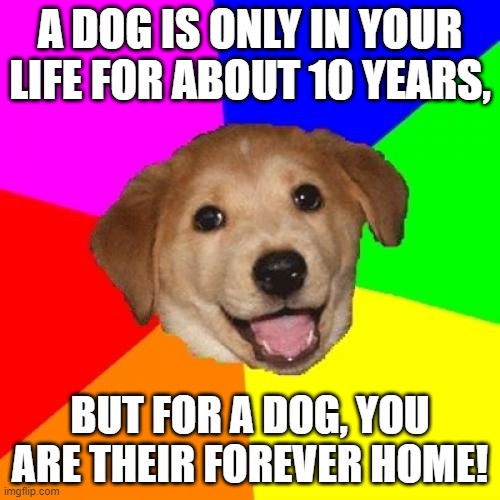 Advice from a dog lover.... | A DOG IS ONLY IN YOUR LIFE FOR ABOUT 10 YEARS, BUT FOR A DOG, YOU ARE THEIR FOREVER HOME! | image tagged in memes,advice dog,forever,home,life | made w/ Imgflip meme maker